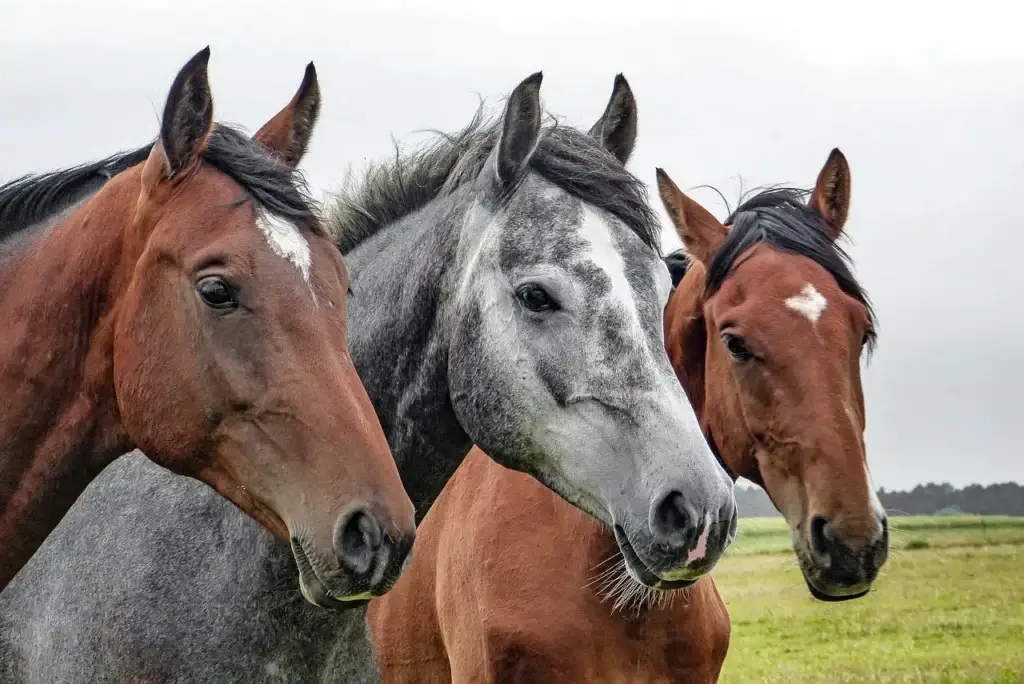 Caballos evaluados y libres de enfermedades genéticas