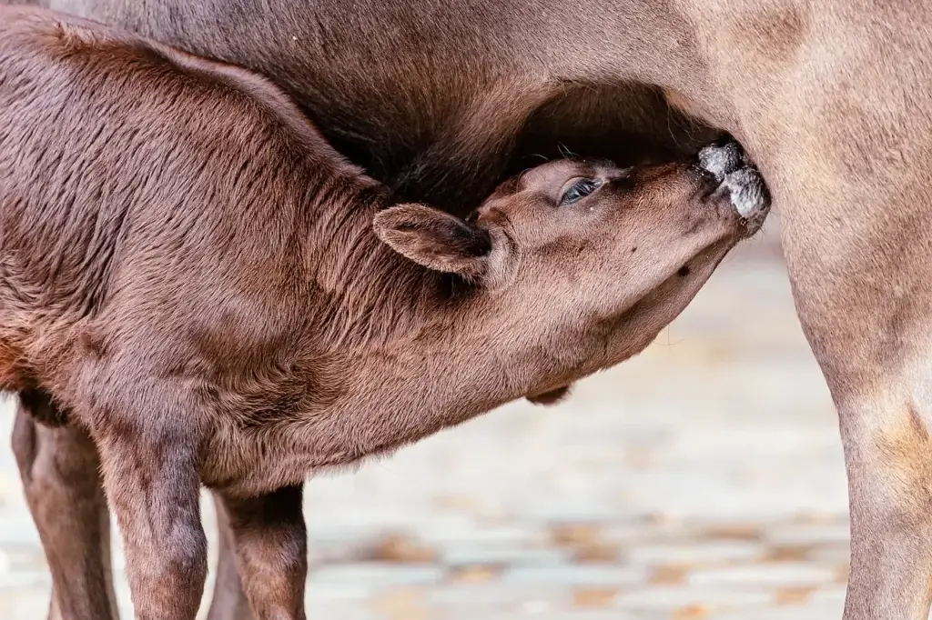 vaca y ternero el cual fue obtenido de una pajilla de semén especifico