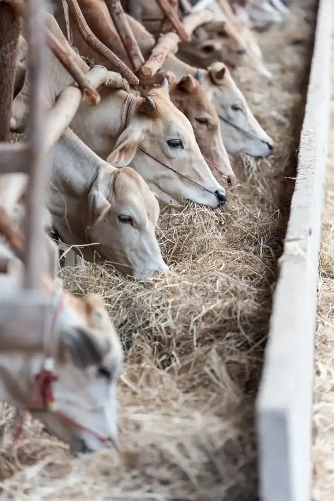 Vacas alimentandose de heno